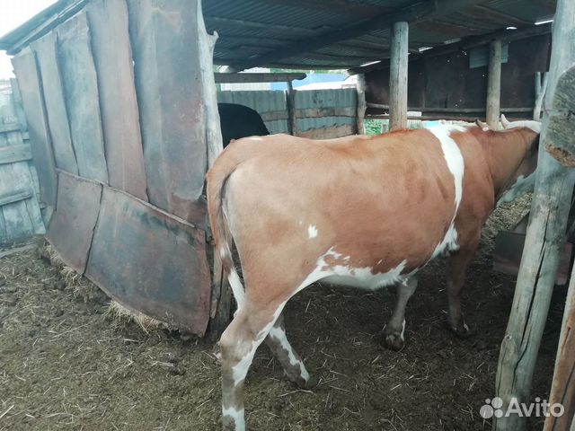 Тёлка, корова, нетель купить на Зозу.ру - фотография № 8