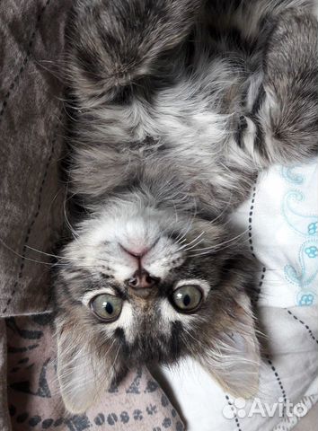 Котик в добрые руки. 2 месяца Котик в добрые руки. 2 месяца