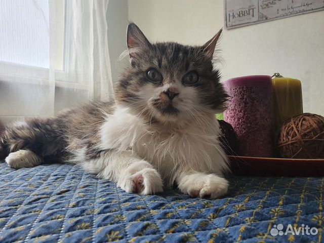 Кошечка ищет дом Кошечка ищет дом