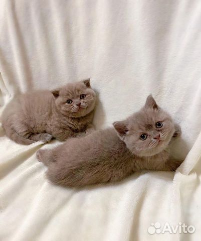 Британская кошка Британская кошка