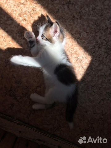 Котёнок Котёнок