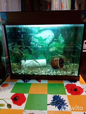 Аквариум 50л