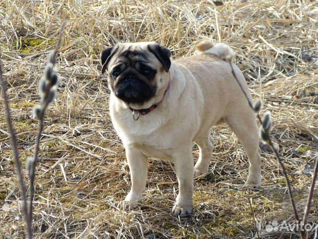 Щенки мопса