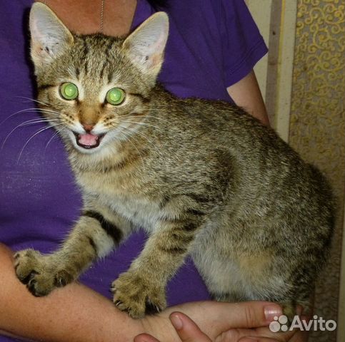 Котенок девочка в добрые руки