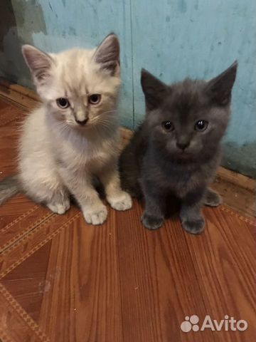 Котята Котята