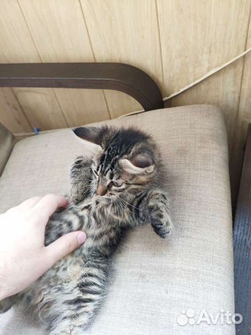 Котенка в добрые руки