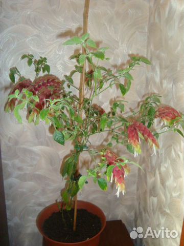 Белоперона и Абутилон (Китайский клен