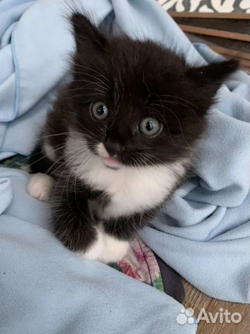 Котенок