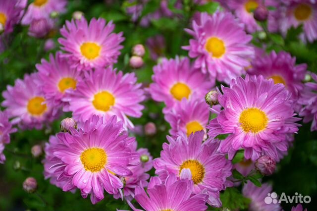 Многолетние цветы для сада