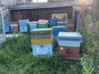 Пчелы с домиками объявление продам