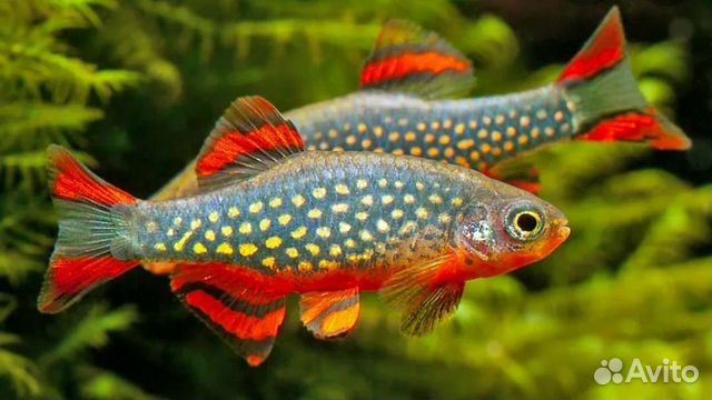 Микрорасбора галактика