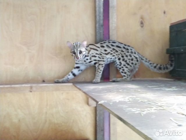 Для вязок алки или леопардовые коты