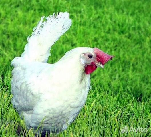 Куры Несушки