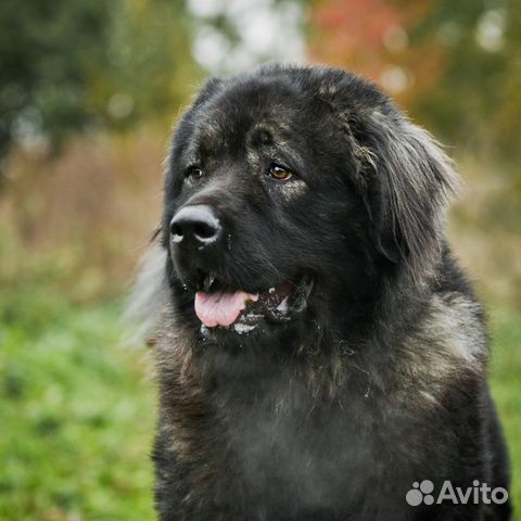 Черный кавказец в дар