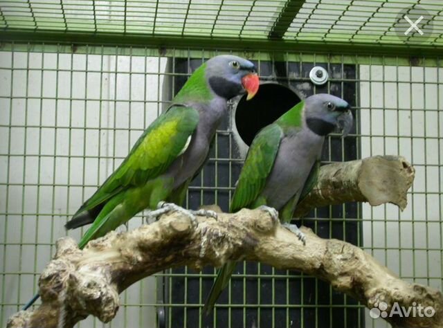 Попугаи