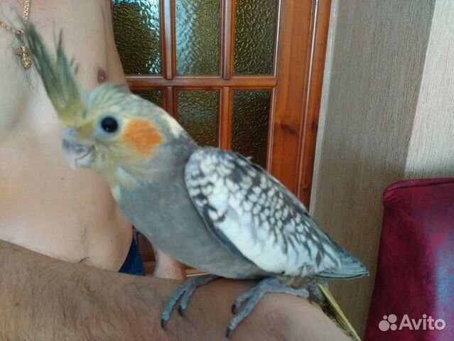 Птенцы кореллы разных расцветок