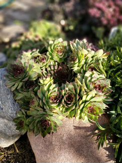 Молодило - каменная роза (3 сорта)