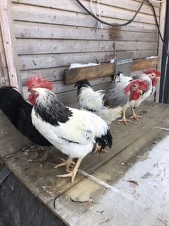 Петухи Домашние Цветные