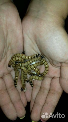 Кормовые насекомые