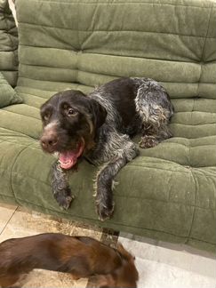 Оставили в электричке.собака в дар в добрые руки