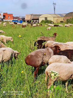 Курдючные бараны, ягнята