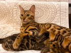 Продаются бенгальские котята объявление продам