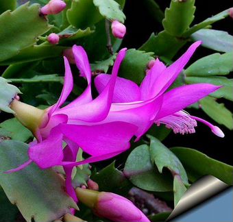 Декабрист Шлюмбергера разных сортов