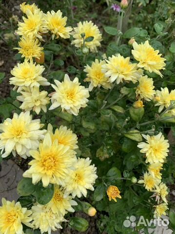 Хризантема многолетняя желтая