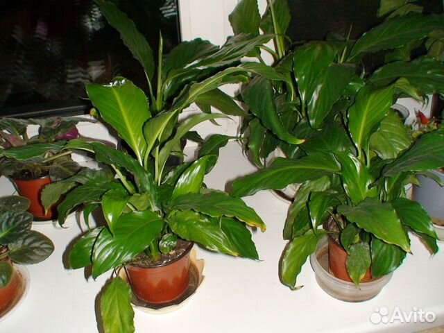 Комнатные растения