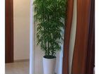 Искусственное дерево бамбук объявление продам