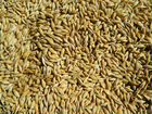 Зерно ячмень, пшеница