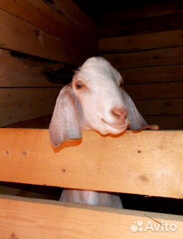 Козье молоко, сыры, яйцо индейки пищевое