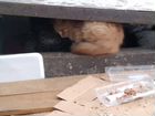 Котята ищют дом объявление продам