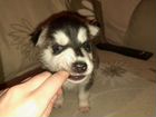 Сибирский хаски щенок объявление продам