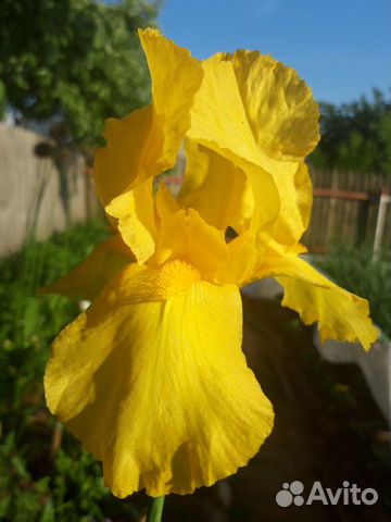 Ирис Желтый гигант