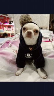 Вязка кобель чихуахуа