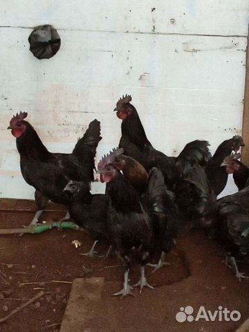 Чёрные куры ухейилюй