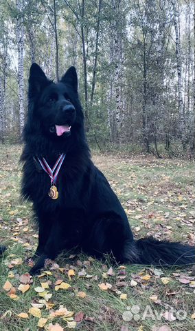 Немецкая овчарка кобель для вязки