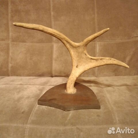 Продам рога лося