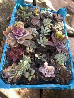 Суккуленты, кактусы, комнатные, уличные цветы