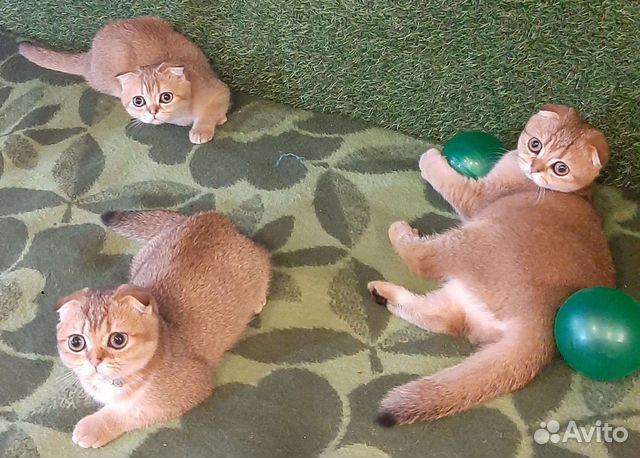 Шотландские котята ny25 золотая шиншилла