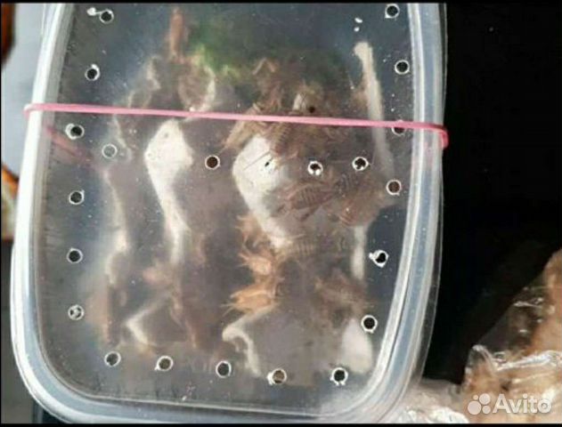 Кормовые.насекомые