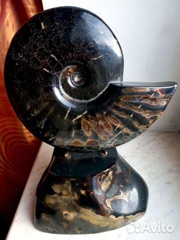 Крупный аммонит на подставке