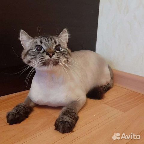 Стрижка кошек и кроликов. Антицарапки. Выезд на до