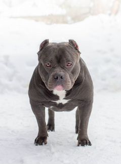 Американский булли XL вязка за щенка