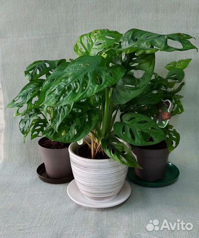 Монстера Комнатные растения Доставка растений