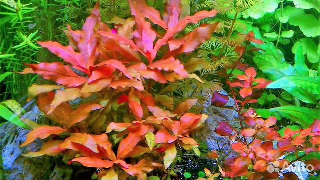 Удобрения для аквариумных растений. Баллинг