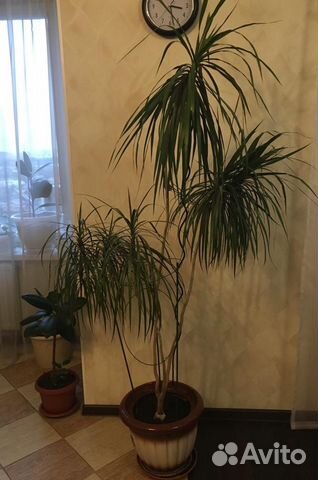 Драцена пальма