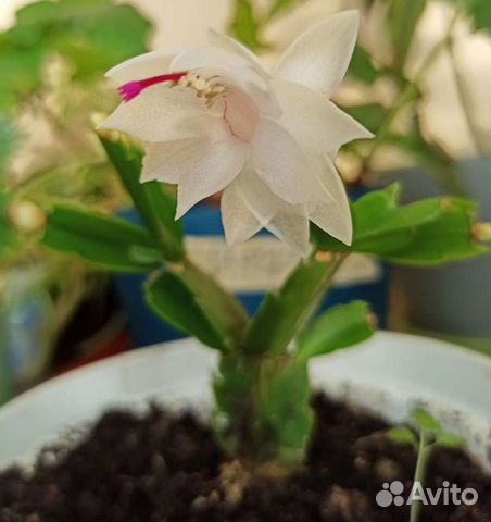 Декабрист розовый и белый редкий