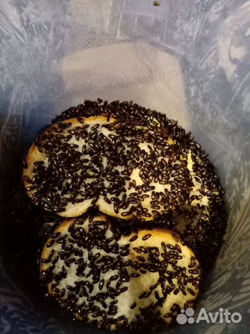 Жук-чернотелка(знахарь)